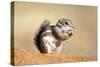 Harriss Antelope Squirrel Is a Rodent Found in Arizona and New Mexico-Richard Wright-Stretched Canvas