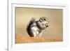 Harriss Antelope Squirrel Is a Rodent Found in Arizona and New Mexico-Richard Wright-Framed Photographic Print
