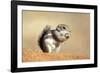 Harriss Antelope Squirrel Is a Rodent Found in Arizona and New Mexico-Richard Wright-Framed Photographic Print