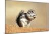 Harriss Antelope Squirrel Is a Rodent Found in Arizona and New Mexico-Richard Wright-Mounted Photographic Print