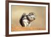 Harriss Antelope Squirrel Is a Rodent Found in Arizona and New Mexico-Richard Wright-Framed Photographic Print