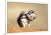 Harriss Antelope Squirrel Is a Rodent Found in Arizona and New Mexico-Richard Wright-Framed Photographic Print