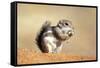 Harriss Antelope Squirrel Is a Rodent Found in Arizona and New Mexico-Richard Wright-Framed Stretched Canvas