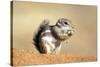 Harriss Antelope Squirrel Is a Rodent Found in Arizona and New Mexico-Richard Wright-Stretched Canvas