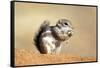 Harriss Antelope Squirrel Is a Rodent Found in Arizona and New Mexico-Richard Wright-Framed Stretched Canvas