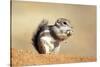 Harriss Antelope Squirrel Is a Rodent Found in Arizona and New Mexico-Richard Wright-Stretched Canvas