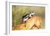 Harriss Antelope Squirrel Is a Rodent Found in Arizona and New Mexico-Richard Wright-Framed Photographic Print