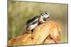 Harriss Antelope Squirrel Is a Rodent Found in Arizona and New Mexico-Richard Wright-Mounted Photographic Print