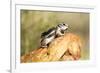 Harriss Antelope Squirrel Is a Rodent Found in Arizona and New Mexico-Richard Wright-Framed Photographic Print