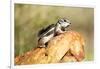 Harriss Antelope Squirrel Is a Rodent Found in Arizona and New Mexico-Richard Wright-Framed Photographic Print