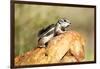 Harriss Antelope Squirrel Is a Rodent Found in Arizona and New Mexico-Richard Wright-Framed Photographic Print