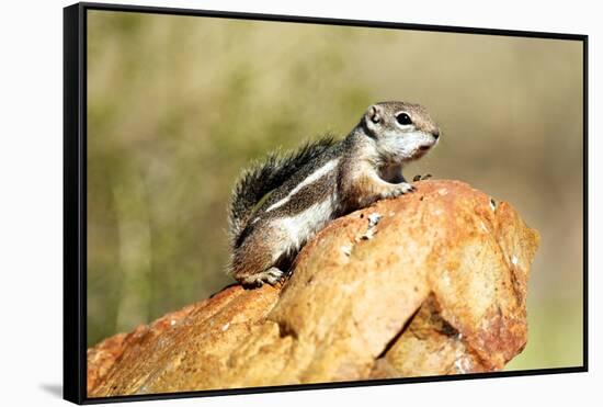 Harriss Antelope Squirrel Is a Rodent Found in Arizona and New Mexico-Richard Wright-Framed Stretched Canvas