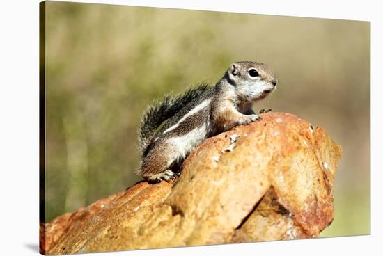 Harriss Antelope Squirrel Is a Rodent Found in Arizona and New Mexico-Richard Wright-Stretched Canvas