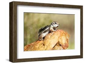 Harriss Antelope Squirrel Is a Rodent Found in Arizona and New Mexico-Richard Wright-Framed Photographic Print