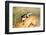 Harriss Antelope Squirrel Is a Rodent Found in Arizona and New Mexico-Richard Wright-Framed Photographic Print