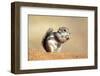 Harriss Antelope Squirrel Is a Rodent Found in Arizona and New Mexico-Richard Wright-Framed Photographic Print