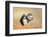 Harriss Antelope Squirrel Is a Rodent Found in Arizona and New Mexico-Richard Wright-Framed Photographic Print