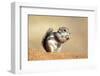 Harriss Antelope Squirrel Is a Rodent Found in Arizona and New Mexico-Richard Wright-Framed Photographic Print