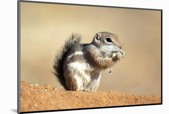 Harriss Antelope Squirrel Is a Rodent Found in Arizona and New Mexico-Richard Wright-Mounted Photographic Print