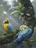 Blue and Yellow Macaws-Harro Maass-Giclee Print