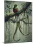 Wood Mount