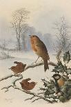 Christmas Robin and Friends-Harry Bright-Stretched Canvas