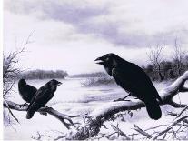 Ravens in Winter (Colour Litho)-Harry Bright-Giclee Print