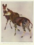 The Okapi (Ocapia Johnstoni), the New Animal Discovered in Central Africa-Harry Hamilton Johnston-Giclee Print