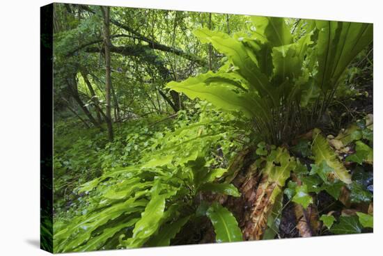 Hart's Tongue Fern (Asplenium Scolopendrium) San Marino, May 2009-Möllers-Stretched Canvas