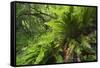 Hart's Tongue Fern (Asplenium Scolopendrium) San Marino, May 2009-Möllers-Framed Stretched Canvas