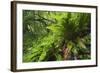 Hart's Tongue Fern (Asplenium Scolopendrium) San Marino, May 2009-Möllers-Framed Photographic Print