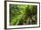 Hart's Tongue Fern (Asplenium Scolopendrium) San Marino, May 2009-Möllers-Framed Photographic Print