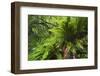 Hart's Tongue Fern (Asplenium Scolopendrium) San Marino, May 2009-Möllers-Framed Photographic Print