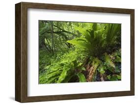 Hart's Tongue Fern (Asplenium Scolopendrium) San Marino, May 2009-Möllers-Framed Photographic Print