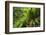 Hart's Tongue Fern (Asplenium Scolopendrium) San Marino, May 2009-Möllers-Framed Photographic Print