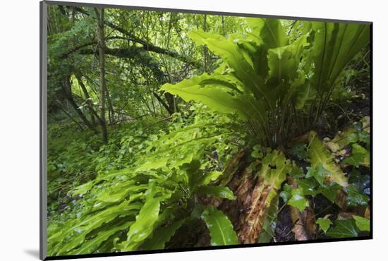 Hart's Tongue Fern (Asplenium Scolopendrium) San Marino, May 2009-Möllers-Mounted Photographic Print