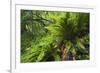 Hart's Tongue Fern (Asplenium Scolopendrium) San Marino, May 2009-Möllers-Framed Photographic Print