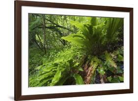 Hart's Tongue Fern (Asplenium Scolopendrium) San Marino, May 2009-Möllers-Framed Photographic Print