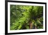 Hart's Tongue Fern (Asplenium Scolopendrium) San Marino, May 2009-Möllers-Framed Photographic Print