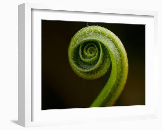 Hart's Tongue Fern (Phyllitis scolopendrium), County Clare, Munster, Republic of Ireland, Europe-Carsten Krieger-Framed Photographic Print