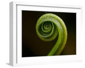 Hart's Tongue Fern (Phyllitis scolopendrium), County Clare, Munster, Republic of Ireland, Europe-Carsten Krieger-Framed Photographic Print