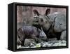 Hartali, a Rhinoceros at the Patna Zoo, is Seen with Her New Baby in Patna, India, January 24, 2007-Prashant Ravi-Framed Stretched Canvas