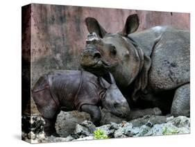 Hartali, a Rhinoceros at the Patna Zoo, is Seen with Her New Baby in Patna, India, January 24, 2007-Prashant Ravi-Stretched Canvas