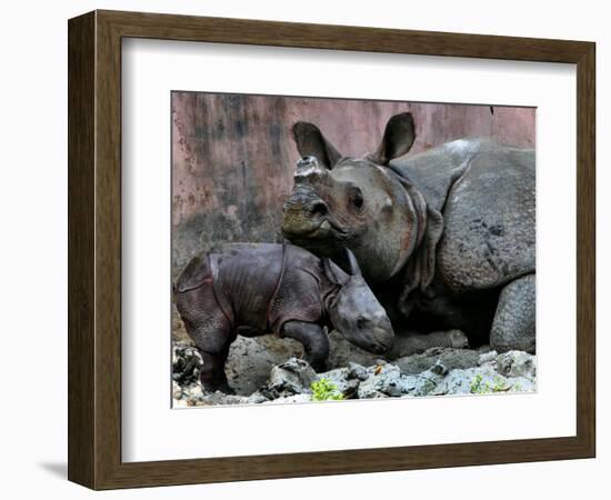 Hartali, a Rhinoceros at the Patna Zoo, is Seen with Her New Baby in Patna, India, January 24, 2007-Prashant Ravi-Framed Photographic Print