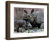 Hartali, a Rhinoceros at the Patna Zoo, is Seen with Her New Baby in Patna, India, January 24, 2007-Prashant Ravi-Framed Photographic Print