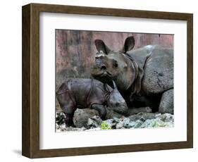 Hartali, a Rhinoceros at the Patna Zoo, is Seen with Her New Baby in Patna, India, January 24, 2007-Prashant Ravi-Framed Photographic Print