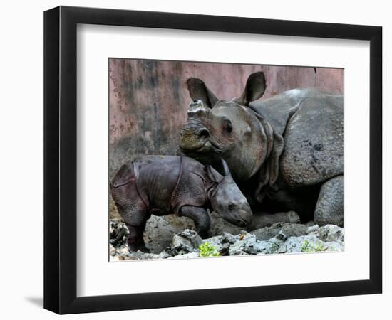 Hartali, a Rhinoceros at the Patna Zoo, is Seen with Her New Baby in Patna, India, January 24, 2007-Prashant Ravi-Framed Photographic Print