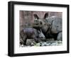 Hartali, a Rhinoceros at the Patna Zoo, is Seen with Her New Baby in Patna, India, January 24, 2007-Prashant Ravi-Framed Photographic Print