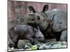 Hartali, a Rhinoceros at the Patna Zoo, is Seen with Her New Baby in Patna, India, January 24, 2007-Prashant Ravi-Mounted Photographic Print