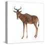 Hartebeest (Alcelaphus Caama), Mammals-Encyclopaedia Britannica-Stretched Canvas